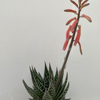 Aloe tiki thai